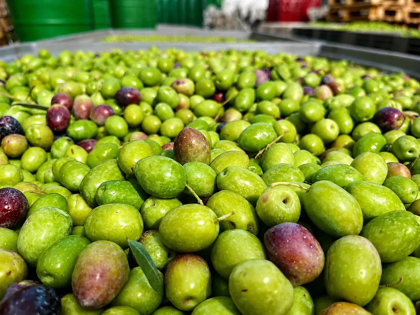 Yeni hasat edilmiş yeşil zeytinlerin kasada yakın görünümü