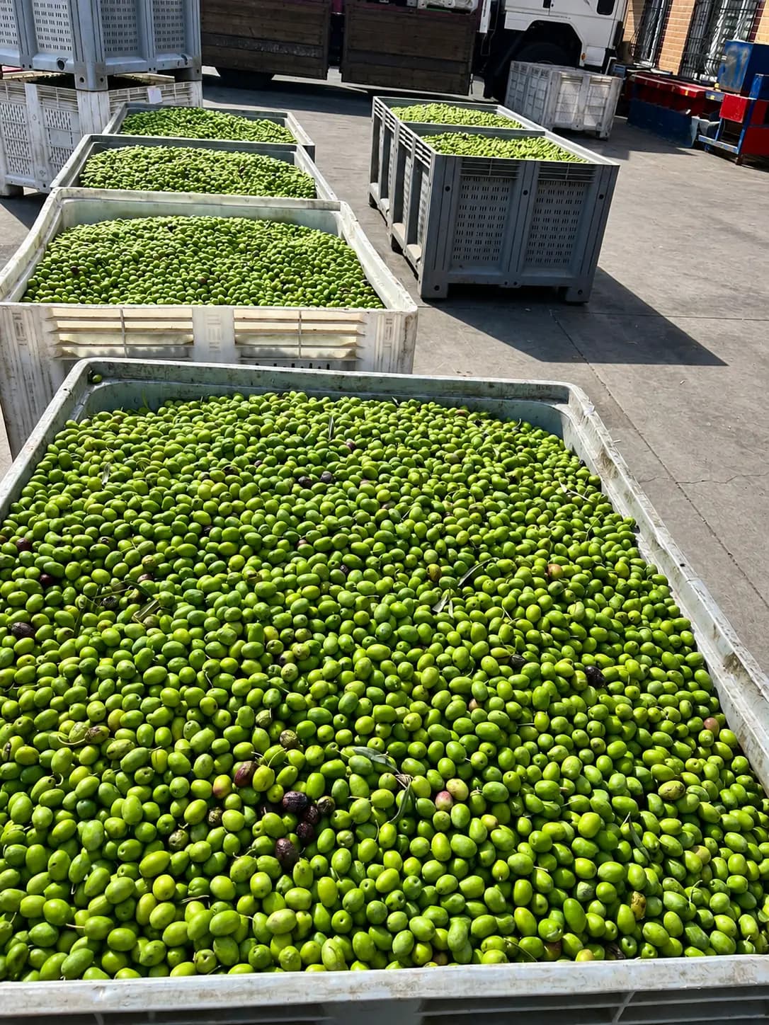 Depolamaya alınan zeytin kasaları